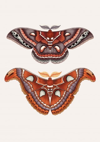 Moths6