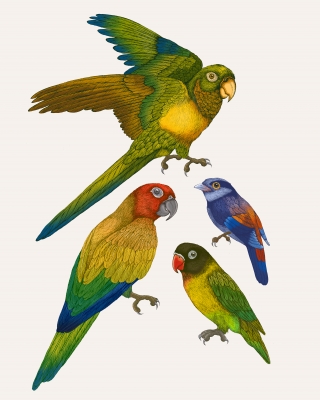 parrots copy.jpg