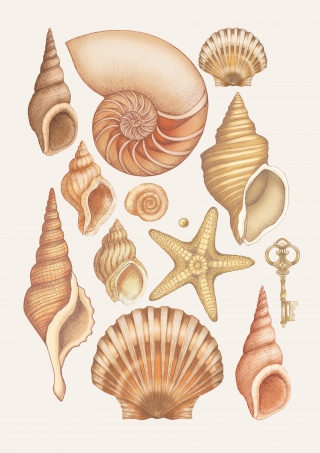 shells