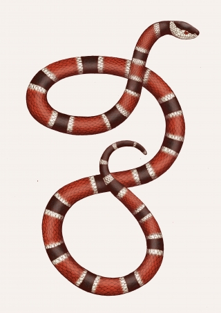 Snake 2