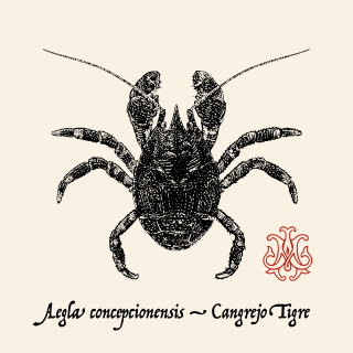 Cangrejo Tigre-01-01-01