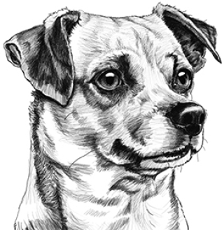 dog_Paula_Tabor_Illustrator_digital_pencil.jpg