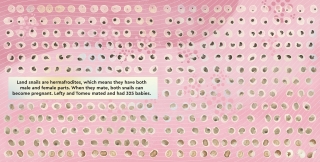 Jeremy The English Garden Snail, Mims House, 2024