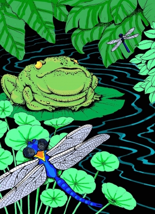 Frogdream1color:cover - C.light.jpg