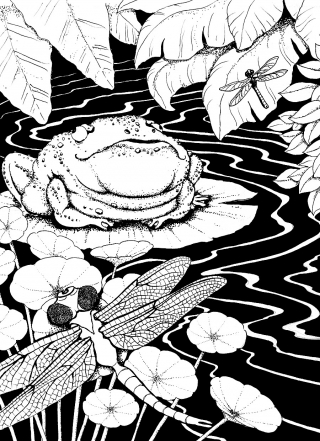 Frogdream1 - C.Light.jpg