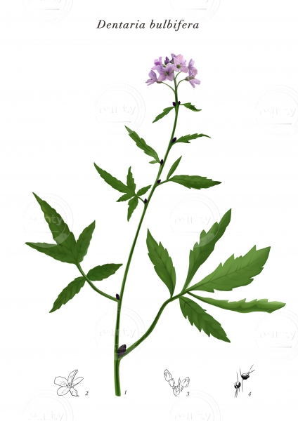 Cardamine-Dentaria