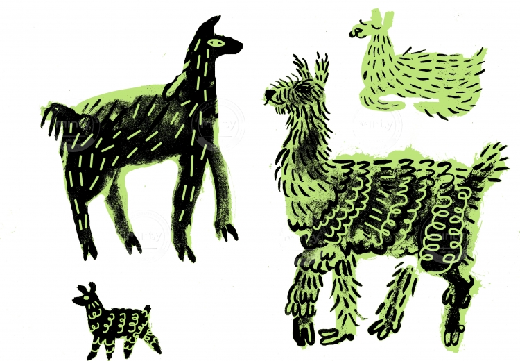 The llamas.