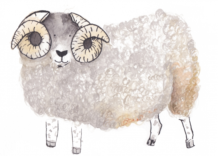 black faced sheep