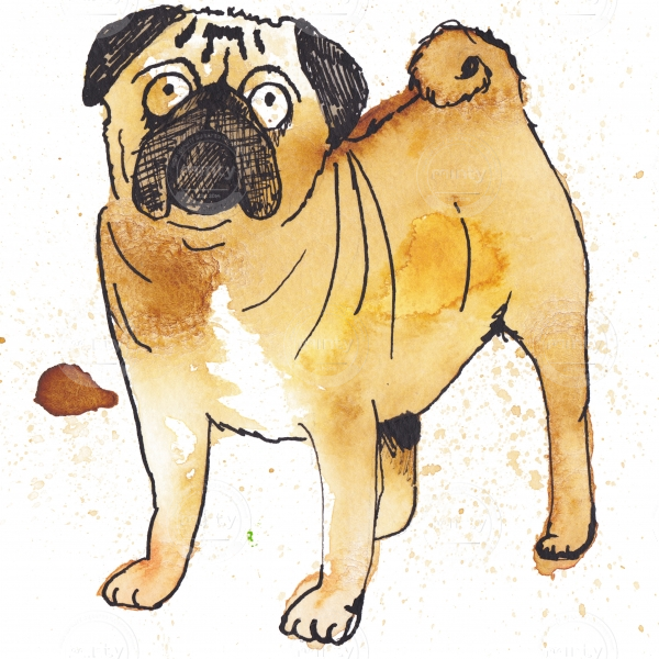 Pug