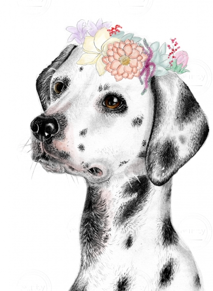 Dalmatian