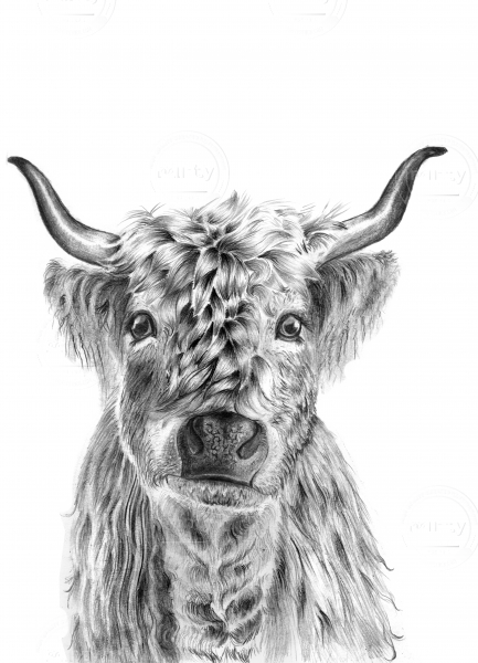 Highland Cow 