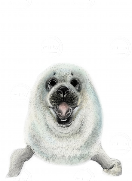 Seal colour