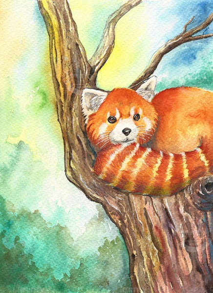 Red Panda