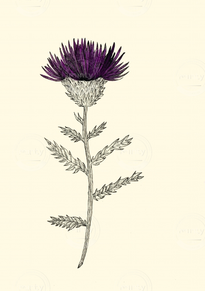 Cardoon flower.