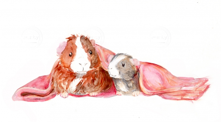 Guinea pig and hamster under the blanket 