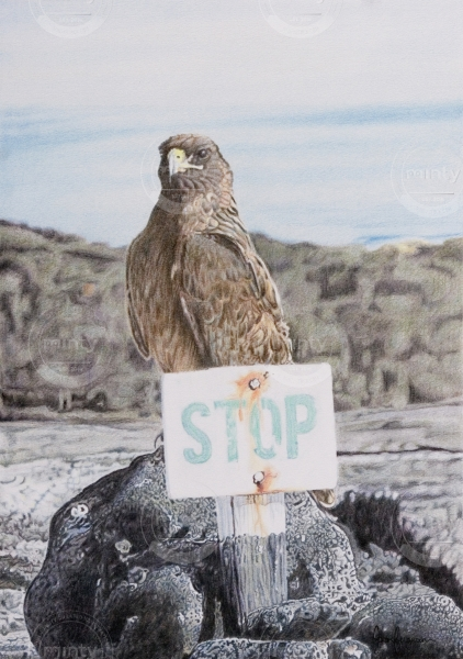 A Galapagos Hawk sitting on a rock with a STOP sign.