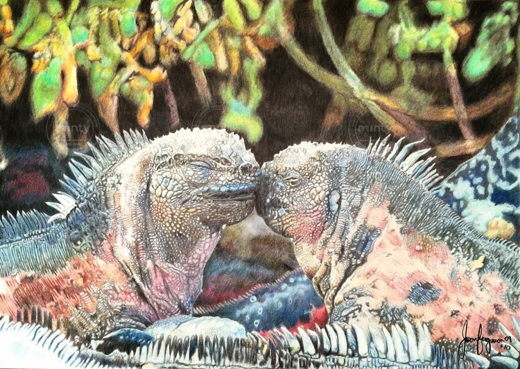 Two Galapagos Iguanas together