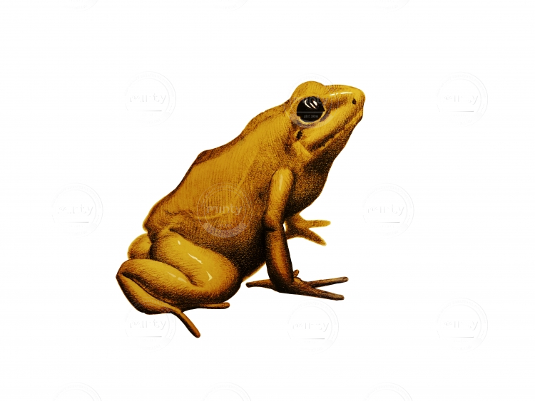 Golden Poison Frog