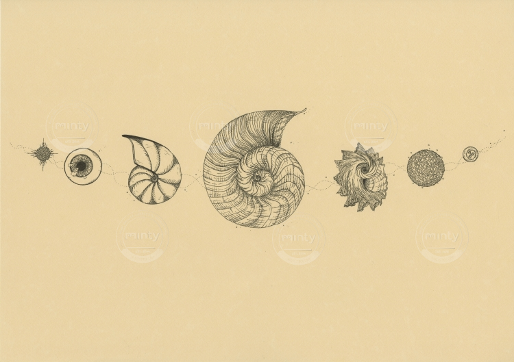 Snail_Evolution