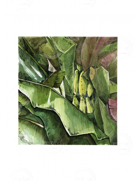 Banana Leaves_small_copy