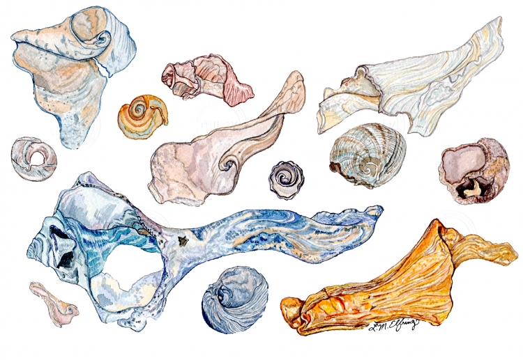 A collection of seashells with swirl patterns.