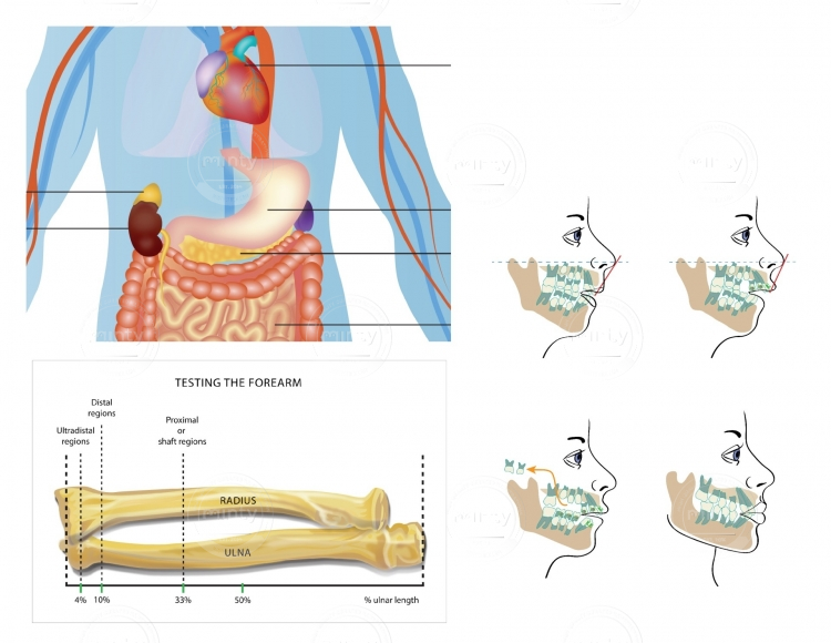 susan-szecsi-technical-medical-science-illustration02