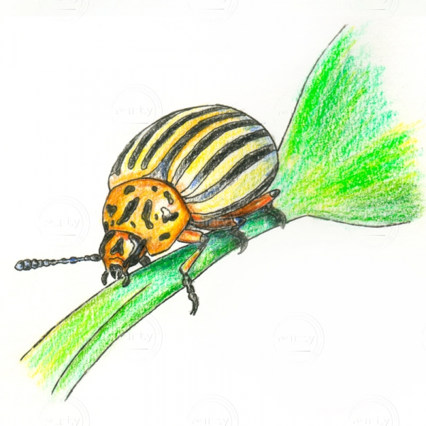 Colorado-beetle-insta