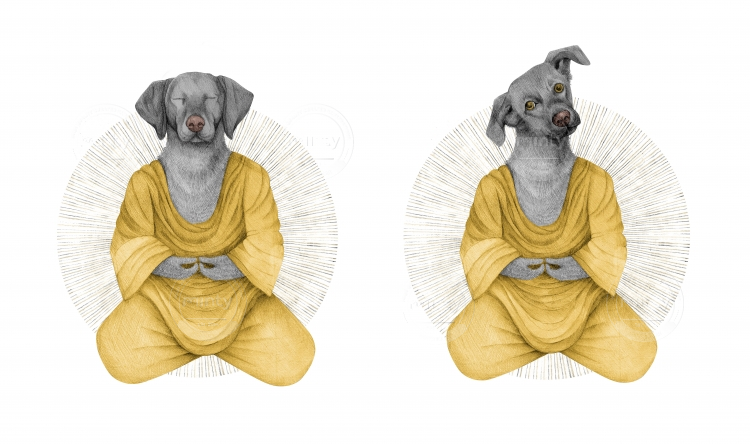 almost meditating dog in yellow