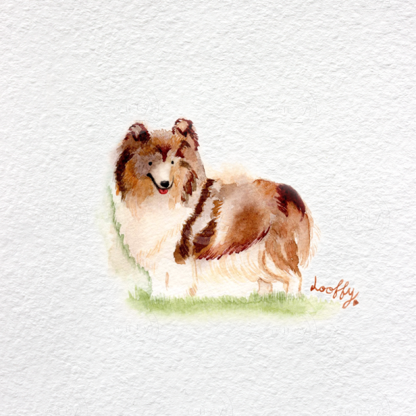 Day16_collie