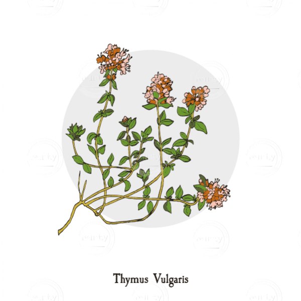 Thymus Vulgaris