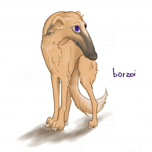 The Russian Borzoi dog