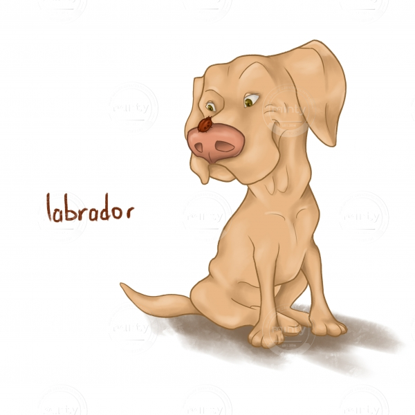 The Labrador dog