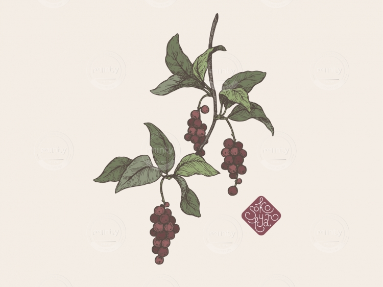 schisandra portfolio