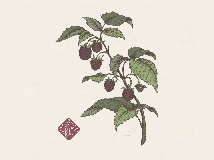 raspberry portfolio