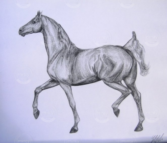 Arabian Horse