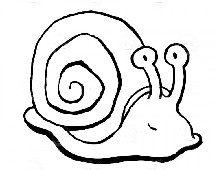 Snail