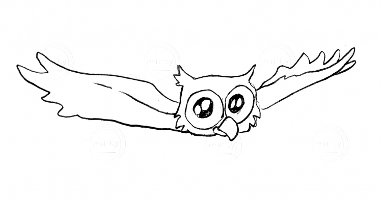 Owl_8