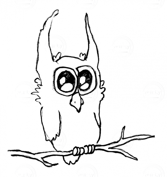 Owl_4