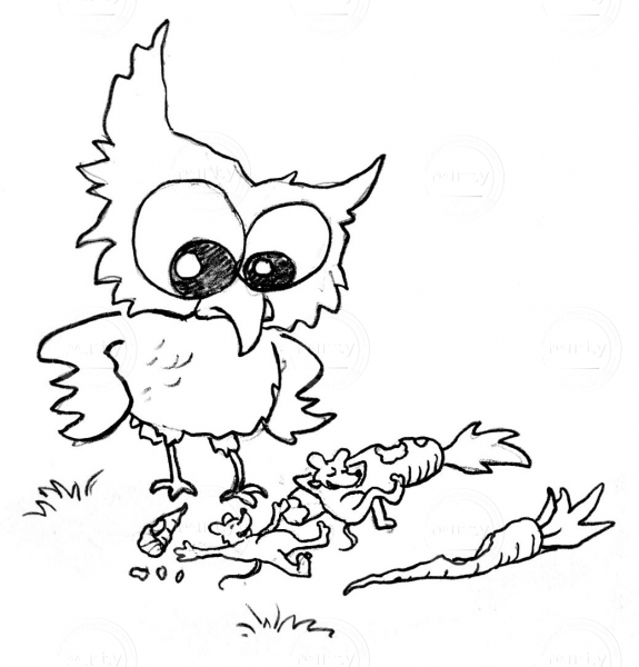 Owl_5