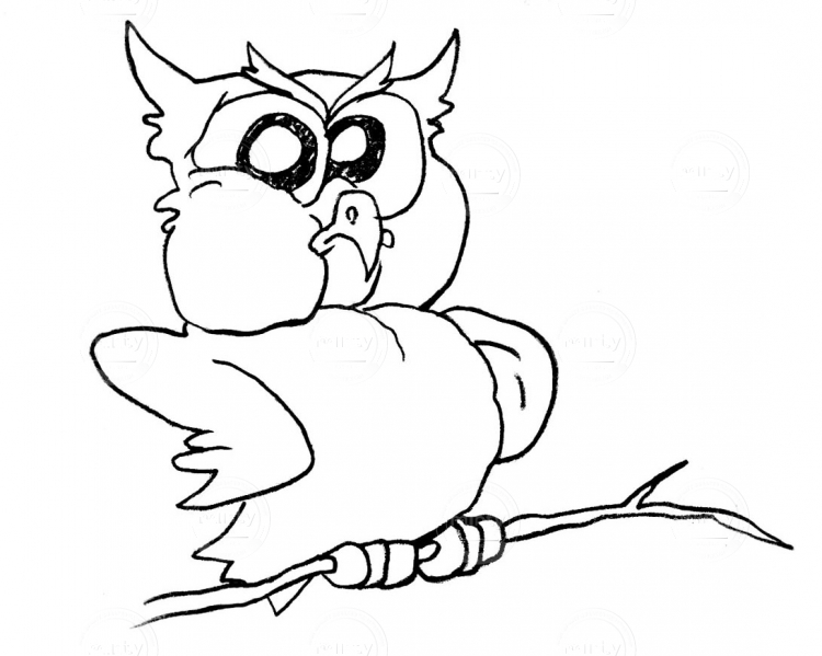 Owl_7