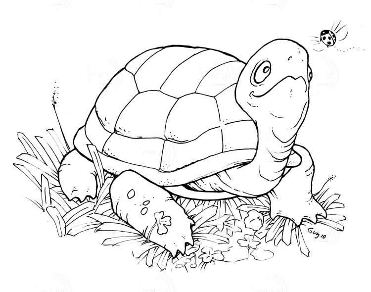 Turtle