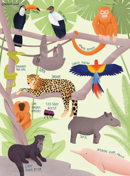 Amazon animals illustration 