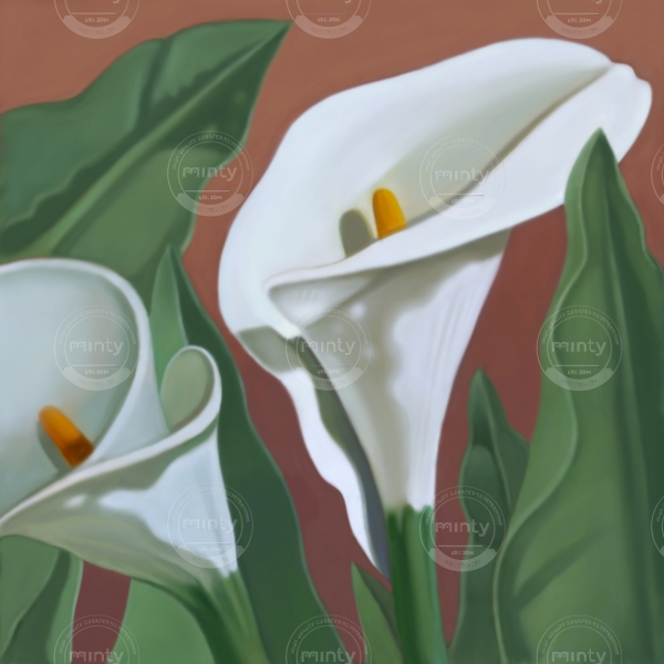 Calla-lilies_net