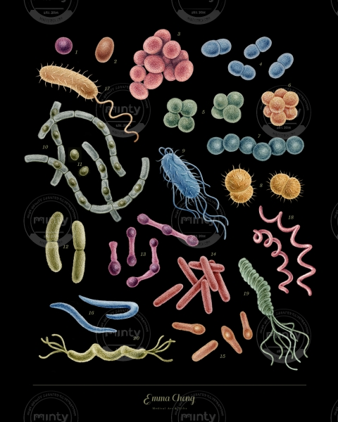 bacteria