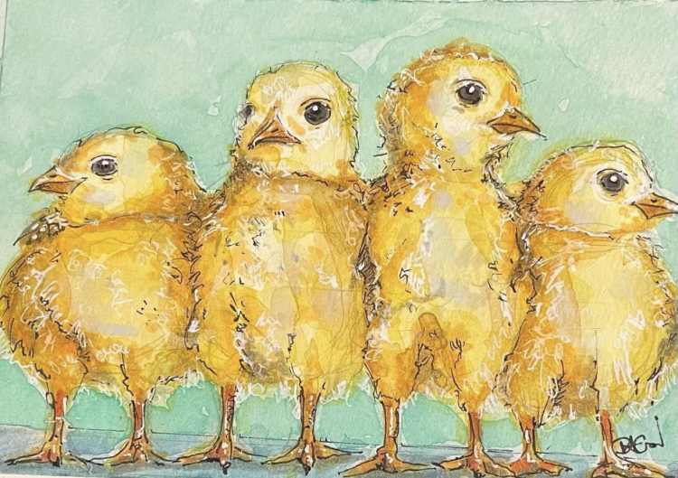 Chicks