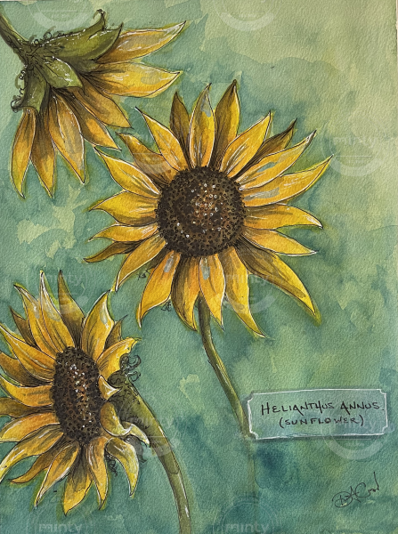 Sunflowers