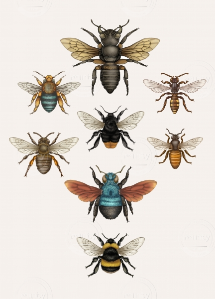 bees