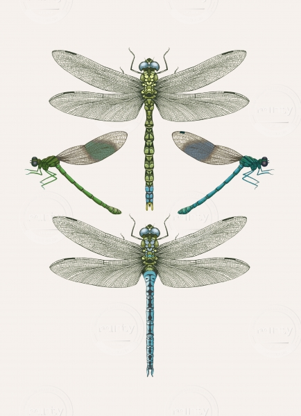 DRAGONFLIES F copy