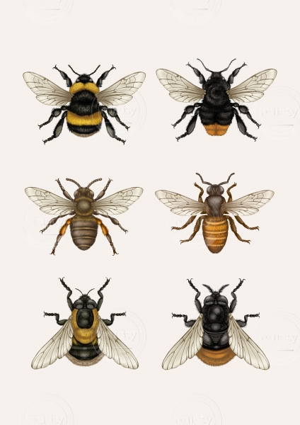 British Bees