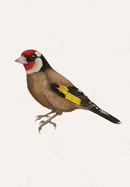 EMILY CARTER - goldfinch- copyright Emily Carter Limited 2024